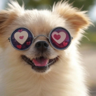 Here are 10 Signs Your Dog Loves You