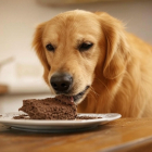 Foods You Should Never Feed Your Dog
